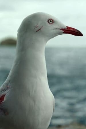 Sully Seagull