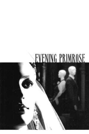 Evening Primrose poszter