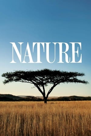 Nature poszter
