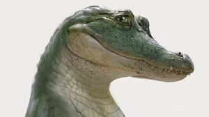 Krokodili háttérkép