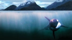 The Whale háttérkép