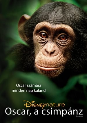 Oscar, a csimpánz